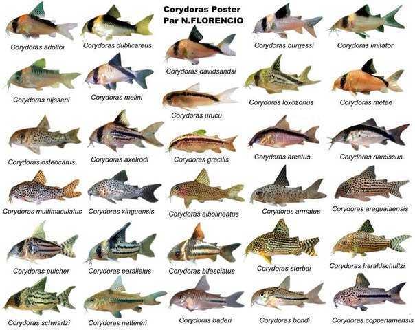 Как назвать рыбку : имя для рыбки, петушка, гуппи, золотую рыбку, как можно назвать, мальчик, девочка