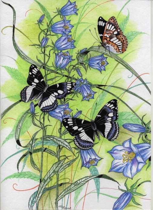 Как нарисовать бабочку поэтапно карандашом и акварельными красками — мастер-классы для начинающих, фото идеи, советы