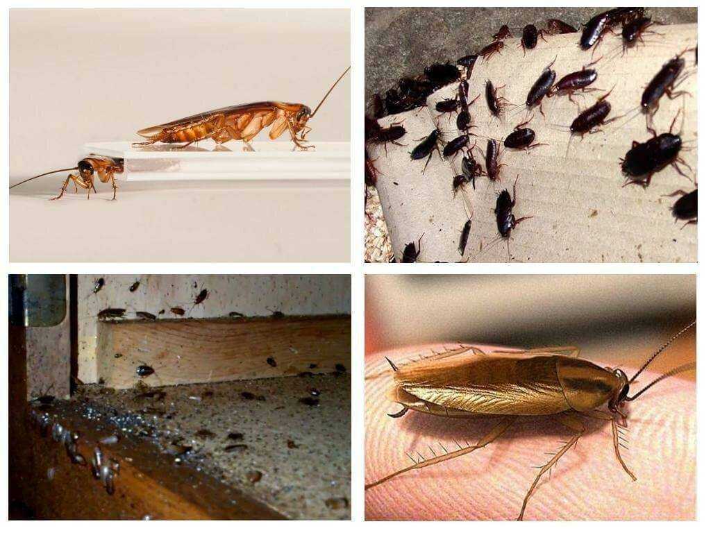 Как расшифровать сон, в котором много тараканов — 40 значений
