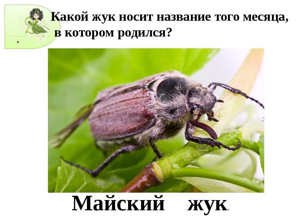 Сонник жук большой. Энтомология майского жука. Какой Жук носит название того месяца в котором родился. Жук таскает жука. Жук во сне.