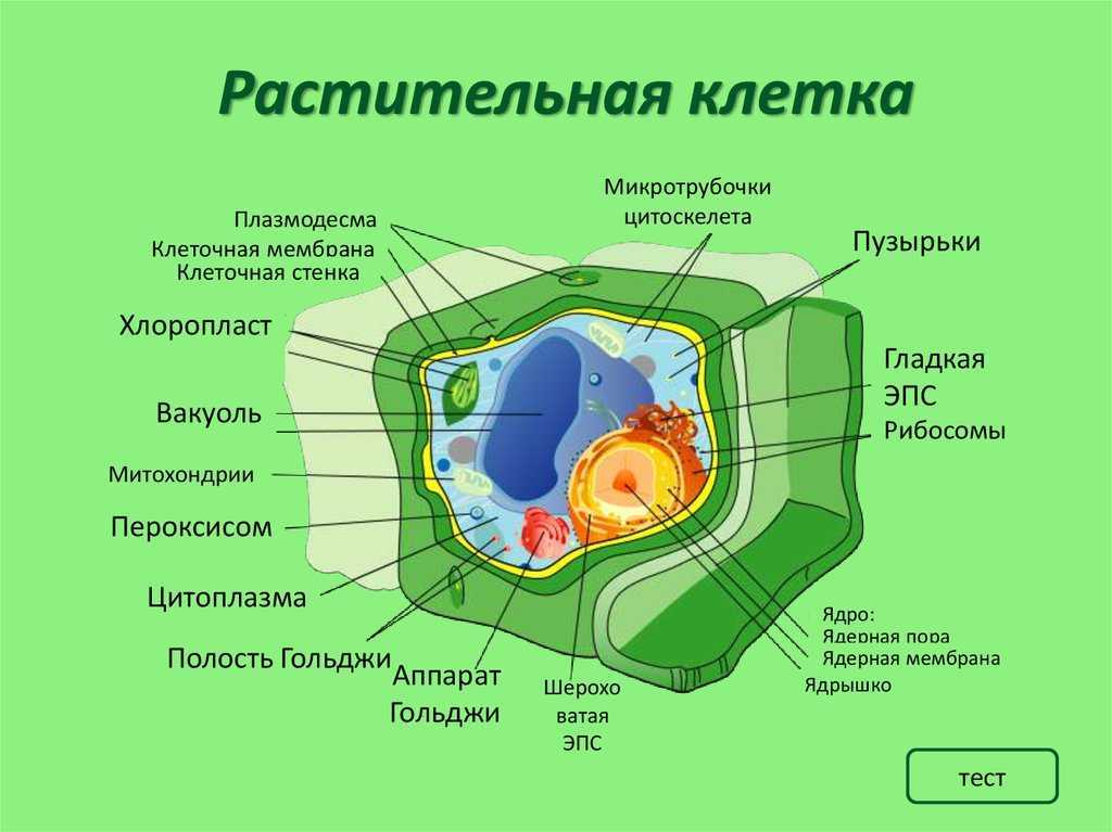 Сделать рисунок строения растительной клетки. Биология 11 класс - структура клетки растений. Строение растительной клетки. Органоиды растительной клетки схема. Состав растительной клетки рисунок.
