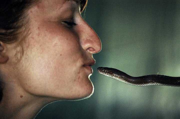 Вижу змей. Поцелуй змеи.