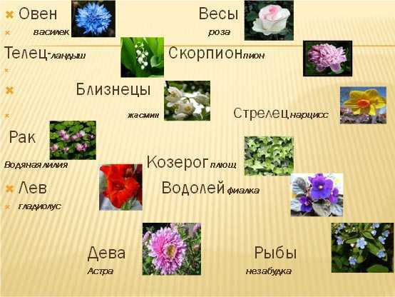 Какие цветы подойдут для дарения разным знакам зодиака?